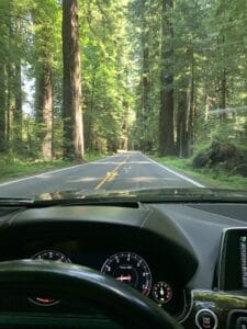 Wide open roads, huge trees